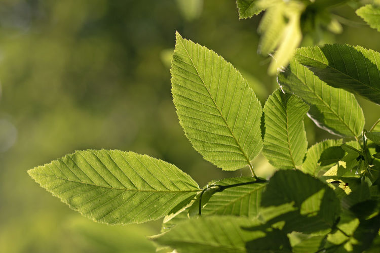 leaf
