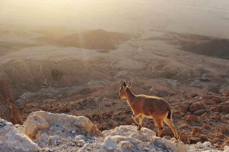 View of ibex on desert