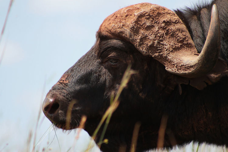 Close-up portrait of water buffalo