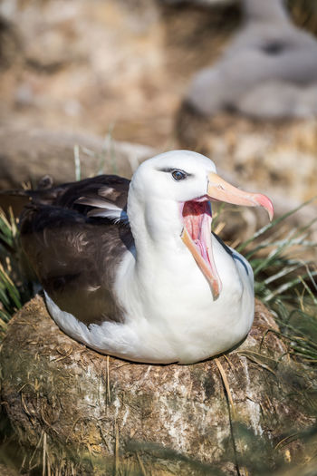 Close-up of albatross yawning on rock