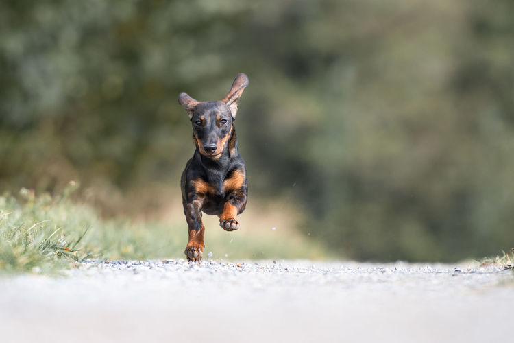 Portrait of dachshund running on dirt road