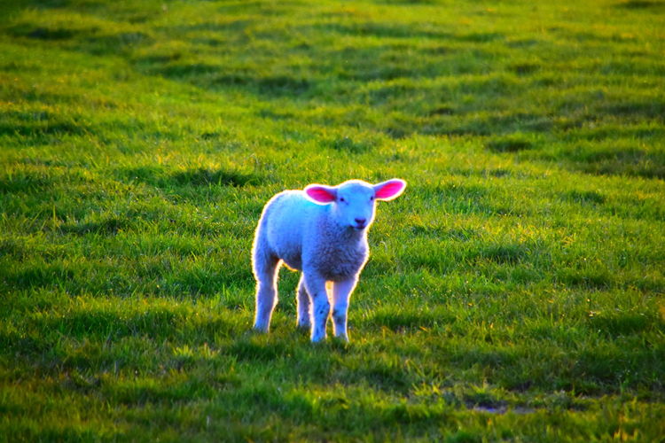 pasture