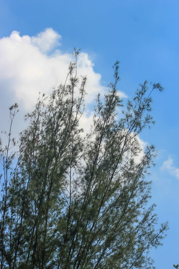 Low angle view of trees against sky
