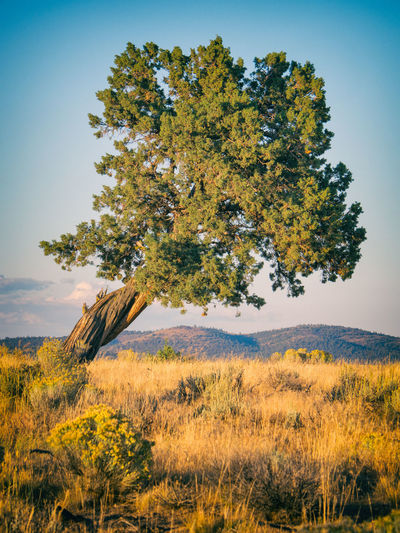 Lonely crooked tree before hills in golden afternoon light in oregon