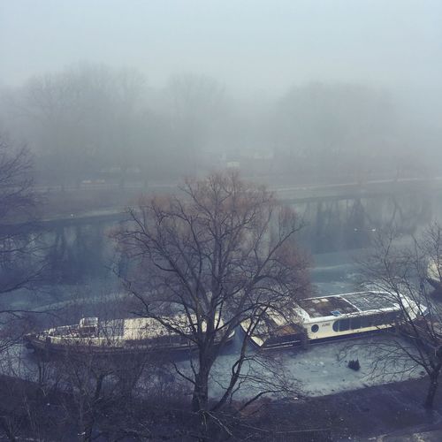 Bare trees in foggy weather during winter