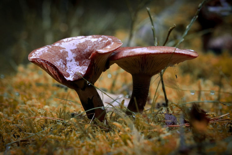 Close-up of mushroom on field