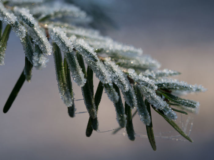 Close-up of frozen branch of a conifer