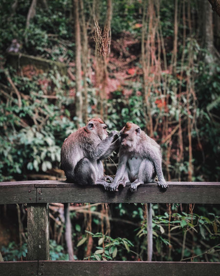 Monkeys sitting on wood in forest