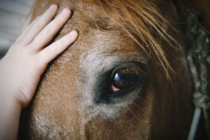 Childs hand on a horses head