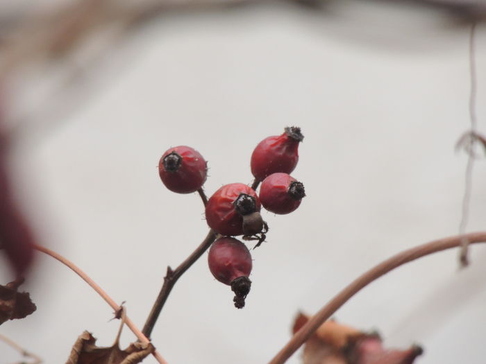 Close-up of rose hips growing on plant