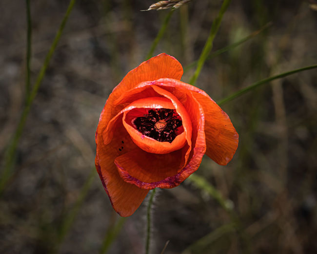 Close-up of orange poppy on field