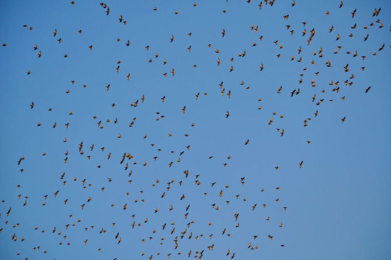 Low angle view of birds flying against clear sky