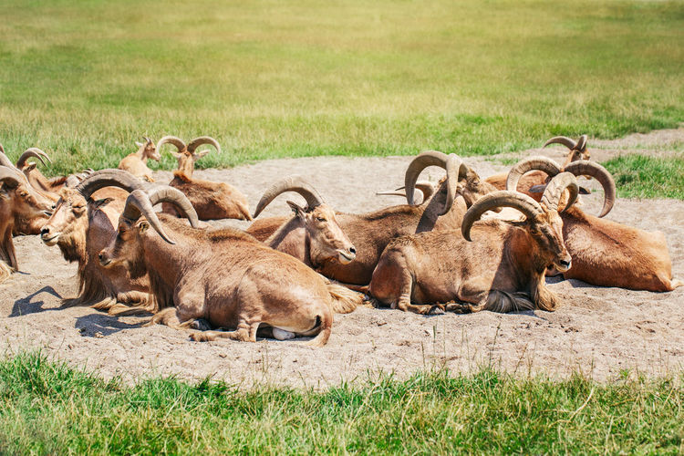 Group of barbary sheep wild goats antelope lying resting in sand ground on hot summer day