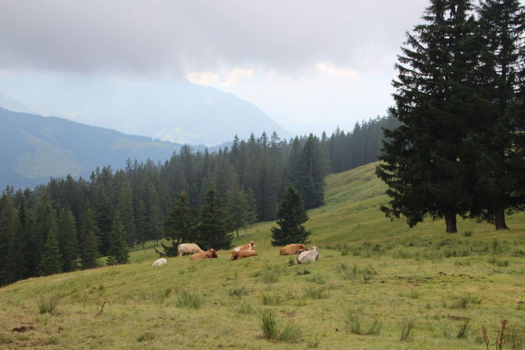 Cattle resting by pine trees on field against cloudy sky
