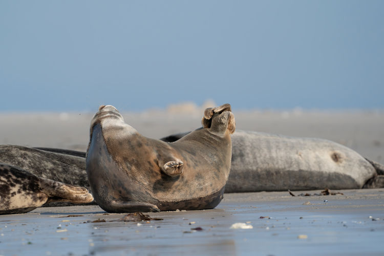 Funny lazy seals on the sandy beach of dune, germany. a seal has its head and tail up.