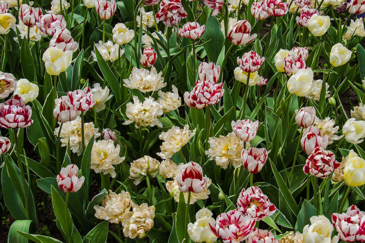 High angle view of pink tulips