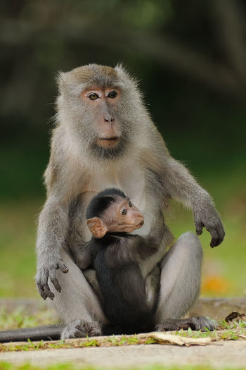 Monkey with infant sitting on grass