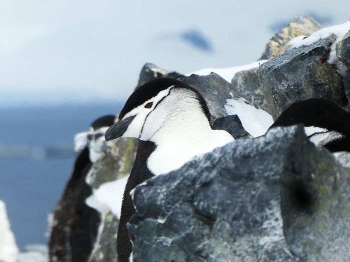Chinstrap penguin behind rock in antarctica