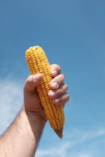 Cropped hand of man holding sweetcorn against blue sky