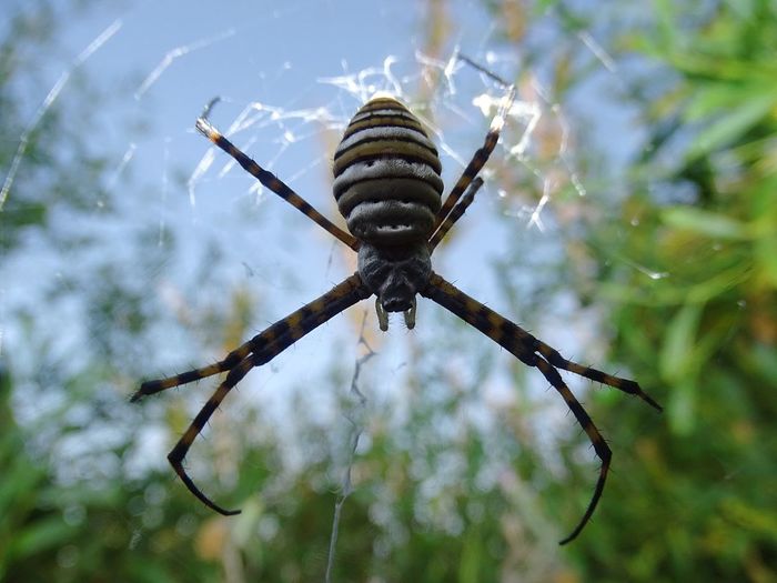 Close-up of insect on twig