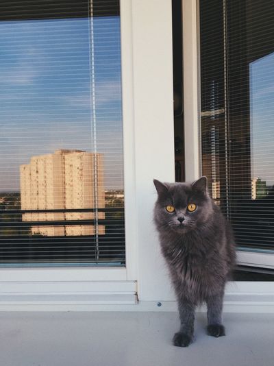 Cat sitting by window