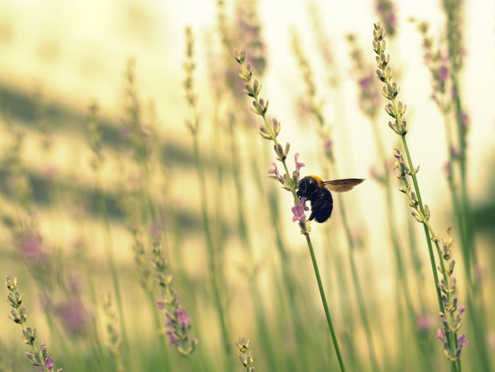 Close-up of bumblebee pollinating on lavender