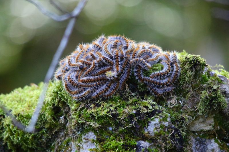 Close-up of caterpillars on moss covered rock