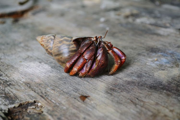 Close-up of hermit crab on wood
