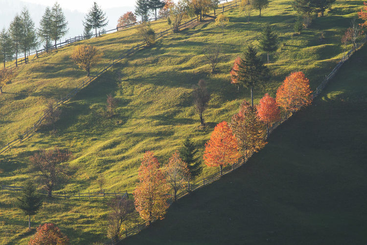 Scenic view of trees on landscape during autumn