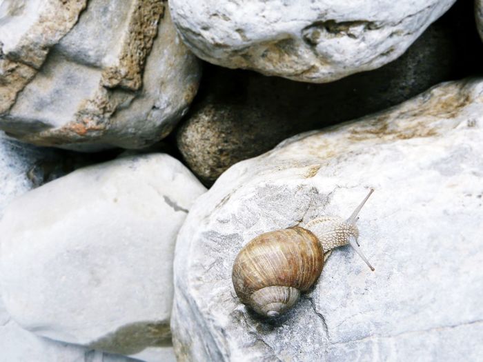 High angle view of snail on rock