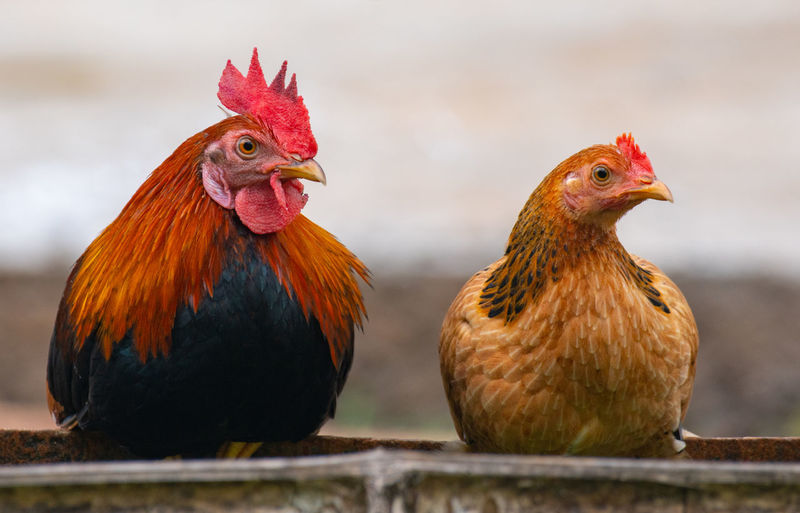 Close-up of jungle fowl birds looking in same direction