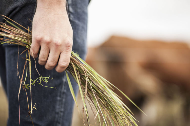 Midsection of farmer holding grass on field