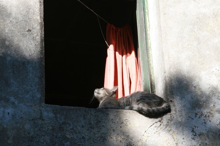 Cat sleeping in a window