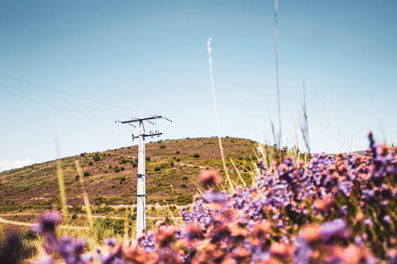 Electric pole in the middle of the field with purple flowers