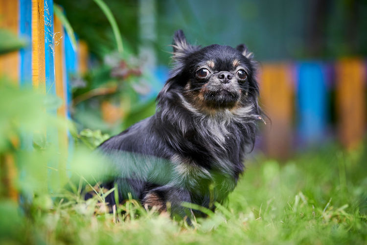 Pomeranian spitz dog in garden. cute black pomeranian puppy on walk. friendly spitz pom dog
