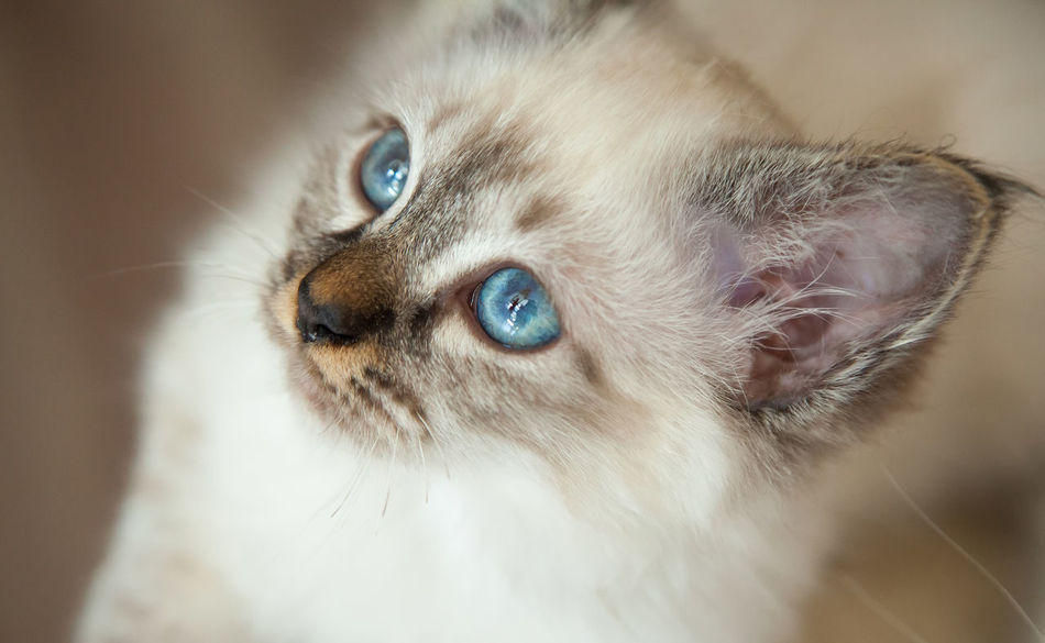 50 Birman Pictures Hd Download Authentic Images On Eyeem