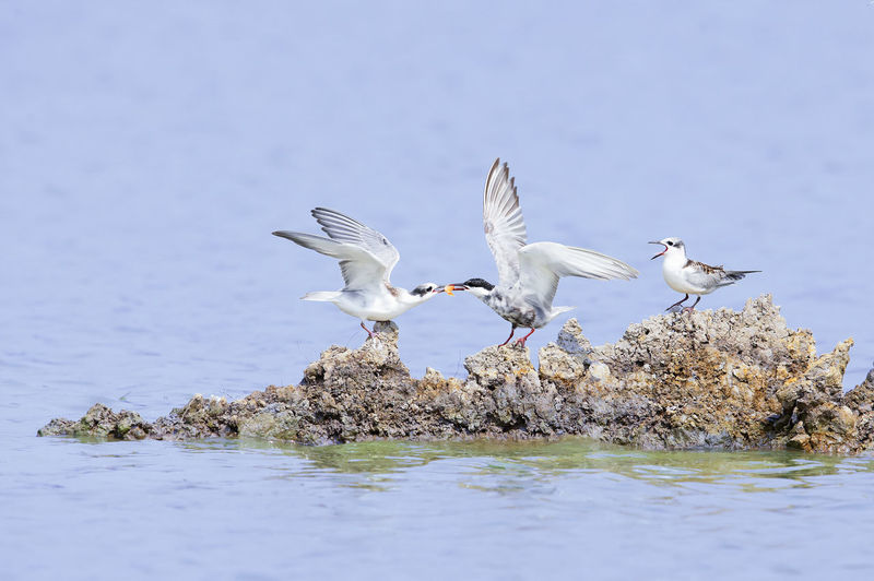 Seagulls flying over sea