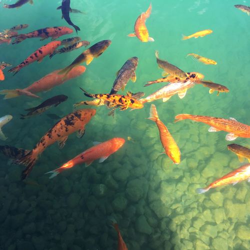 Close-up high angle view of koi fish in water