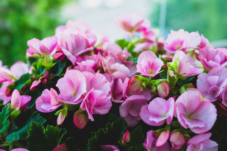 Close-up of pink flowering plants