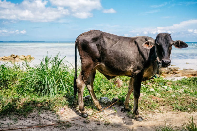 Cow standing on a beach 