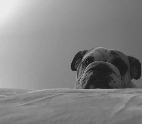 Dog in bedroom