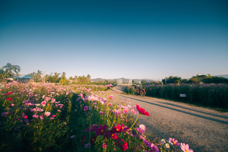 Scenic view of cosmos flowers blooming by road against clear sky