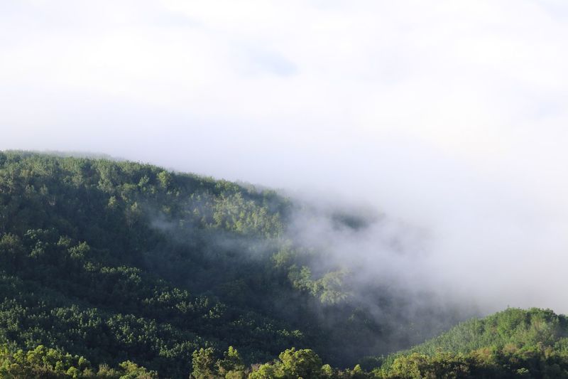Scenic view of trees and mountains against sky