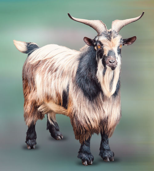 Creative isolated goat