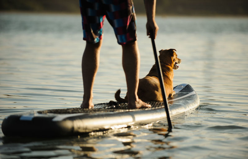 Low section of man paddleboarding with dog on lake during sunset