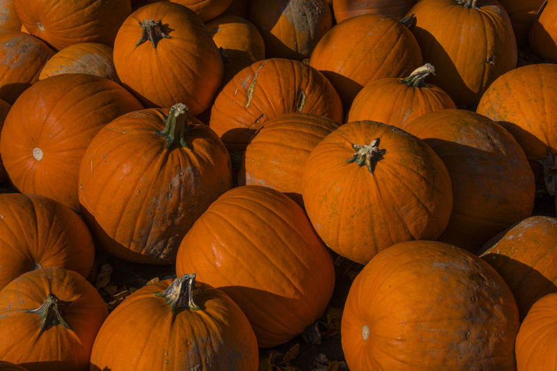 Giant pumpkins in the market to be used for ccoking or for jack-o'-lanterns