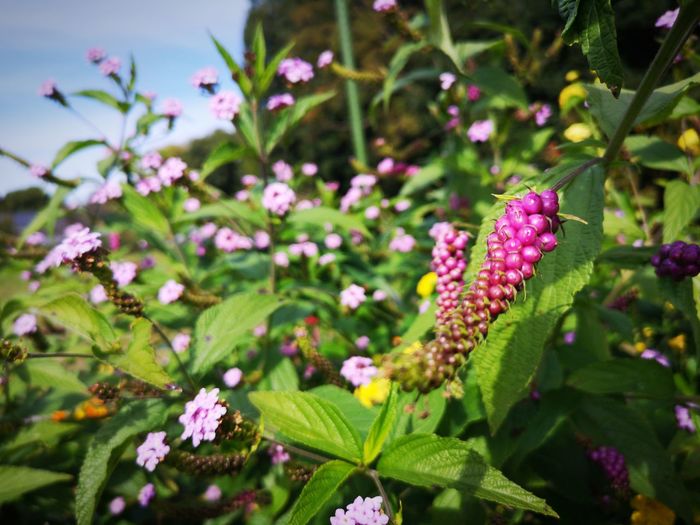 Close-up of fresh purple flowering plants