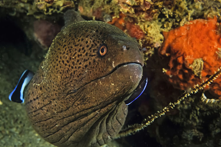 A giant moray eel being cleaned by a wrasse and a two-stripe blenny