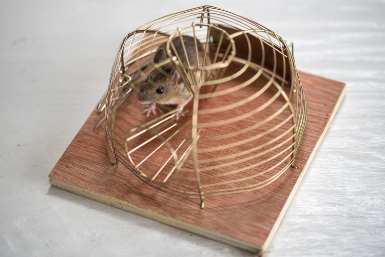 Den helder, the netherlands. july 2021. a mouse in an animal-friendly mousetrap.