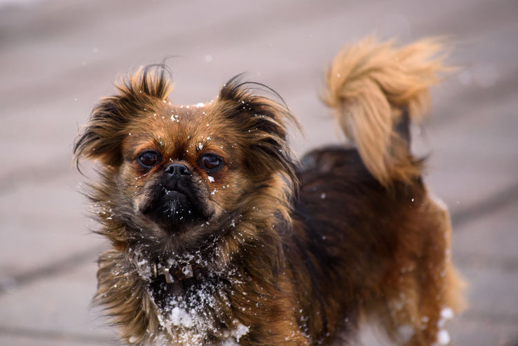 Close-up of wet dog in snow